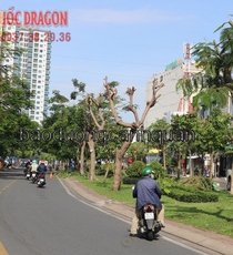 Dịch vụ chặt cây, đốn hạ cây chuyên nghiệp ở Đồng Nai, Hcm.