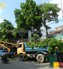 Dịch vụ cắt tỉa cây xanh, hạ tán cây ở HCM, Đồng Nai.