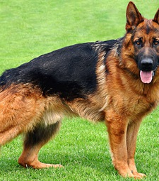 Trại Chó Thế Huy bán chó becgie Đức, nhận phối giống