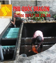 Vệ sinh hồ cá Koi, chữa bệnh cá Koi ở Đồng Nai, Hcm