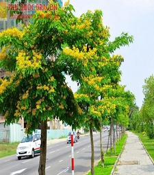 Cây công trình, cây nội thất cho thuê ở HCM, Đồng Nai, Long