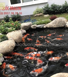 Thiết kế hồ cá koi ngoài trời chống thấm tốt HCM, Đồng Nai