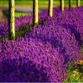 Tạo không Khí thơm mát, thư giãn cùng với tinh dầu xông hương phòng lavender