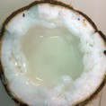 Bán dừa sáp đặc sản cầu kè dừa sáp giá rẻ chỉ 150k/trái
