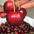 Cung cấp sỉ lẽ cherry nhập khẩu Úc