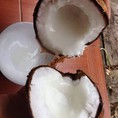 Dừa sáp giảm giá chỉ 140k/trái