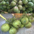 Đại lý dừa xiêm xanh Bến Tre Vựa dừa tươi bến tre giá rẻ Chuyên cung cấp dừa tươi giá sỉ
