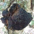 Bán nấm Chaga vùng Siberia giá tốt nhất