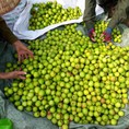 Táo chua , táo tròn , bán buôn bán lẻ