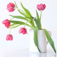 Hoa tulip chưng tết giá sỉ