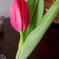 Bán buôn, bán lẻ hoa Tuylip tết 2017