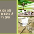 10 cách đuổi muỗi trong phòng đơn giản