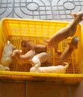 Hình ảnh: tphcm bán bầy chó chi hua hua hơn 2 tháng . 