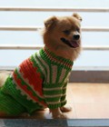 Hình ảnh: áo len cho cún