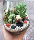 Hình ảnh: Terrarium - tiểu cảnh tronglọ thủy tình