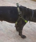 Hình ảnh: Chó Bulchicago đực, mầu lông, đặc chủng hiêm có