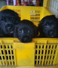 Hình ảnh: tphcm bán bầy chó cocker tây ban nha hon 2 tháng mầu đen