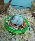 Hình ảnh: Chuột hamster campell