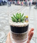 Hình ảnh: Terrarium - Tiểu cảnh độc đóa rẻ nhất Hà thành