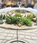 Hình ảnh: Terrarium- Tiểu cảnh tinh tế có 1 không 2