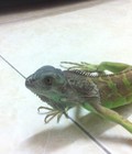 Hình ảnh: Hà nội cần bán Iguana (Rồng nam mỹ ) Size 3x 