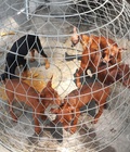 Hình ảnh: tphcm bán bầy chó pinscher (fox hươu) hơn 3 tháng