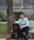 Hình ảnh: chó ngao tây tạng nhập khẩu có giấy tờ