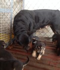 Hình ảnh: Bán Rottweiler F1 giá chỉ từ 2tr300