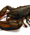 Hình ảnh: Tôm hùm canada, tôm hùm sống, tôm hùm cao cấp, lobster