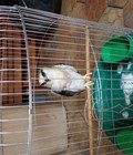 Hình ảnh: 1 con chim diều trắng