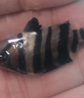 Hình ảnh: Cá hổ indo 4s size nhỏ
