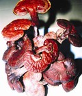Hình ảnh: Nấm hồng linh chi Đà Lạt. tăng lực, giải độc, tăng trí nhớ, trẻ hóa các mô