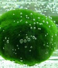 Hình ảnh: Marimo (Tảo cầu thủy sinh Nhật Bản)