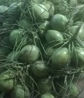Hình ảnh: Bán buôn bán lẻ dừa xiêm tại hà nội