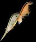 Hình ảnh: Bộ sinh vật tiền sử Sea Dragon độc đáo tại Sản Phẩm Sáng Tạo