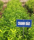 Hình ảnh: cây chanh đào