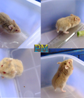 Hình ảnh: Hamster thuần chủng, rõ nguồn,màu đẹp và lạ. Giao tận nhà