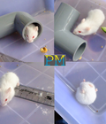 Hình ảnh: Hamster rõ nguồn gốc, màu đẹp và lạ. Giao hàng tận nhà