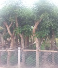 Hình ảnh: Cây Bóng Mát, Cây Công Trình Sân Vườn