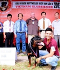 Hình ảnh: CNN.Rottweiler Kennel  Phối Giống -Cung Cấp