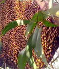 Hình ảnh: Điểm bán mật ong rừng ở tại tp hcm