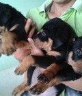 Hình ảnh: Bán chó Rottweiler 2 tháng tuổi dòng đại