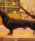 Hình ảnh: Phối giống dachshund/ lạp xương/ teckel socola.