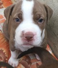 Hình ảnh: Pitbull thuần chủng tại Hải Phòng