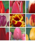 Hình ảnh: Hoa Tuylip