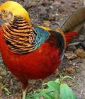 Hình ảnh: Chim Trĩ 7 màu tuyệt sắc giai nhân