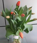 Hình ảnh: cây Hoa tulip