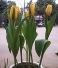 Hình ảnh: Hà Nội Hoa tulip chơi Tết 2016 giá rẻ