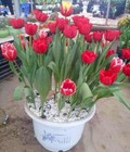 Hình ảnh: Hoa Tulip Hà Lan
