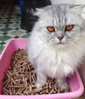 Hình ảnh: Viên nén vệ sinh cho mèo